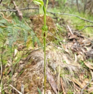 Bunochilus montanus (ACT) = Pterostylis jonesii (NSW) at Cotter River, ACT - 20 Sep 2021