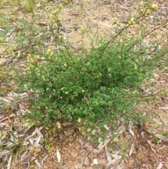 Pomaderris andromedifolia subsp. andromedifolia (Andromeda Pomaderris) at Cotter River, ACT - 20 Sep 2021 by gregbaines