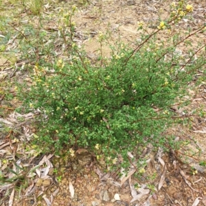 Pomaderris andromedifolia subsp. andromedifolia at Cotter River, ACT - 20 Sep 2021