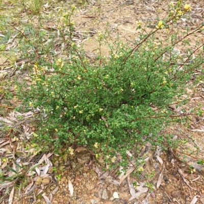 Pomaderris andromedifolia subsp. andromedifolia (Andromeda Pomaderris) at Cotter River, ACT - 20 Sep 2021 by gregbaines