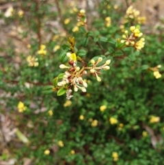 Pomaderris andromedifolia subsp. andromedifolia at Cotter River, ACT - 20 Sep 2021