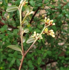 Pomaderris andromedifolia subsp. andromedifolia at Cotter River, ACT - 20 Sep 2021