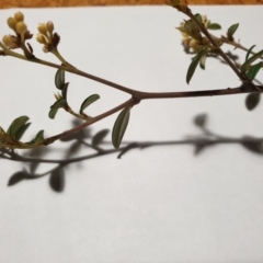 Pomaderris andromedifolia subsp. andromedifolia at Cotter River, ACT - 20 Sep 2021