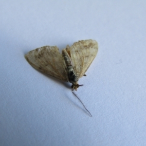 Scopula rubraria at McKellar, ACT - 18 Sep 2021