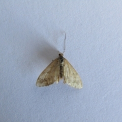 Scopula rubraria at McKellar, ACT - 18 Sep 2021