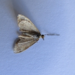 Scopula rubraria at McKellar, ACT - 18 Sep 2021