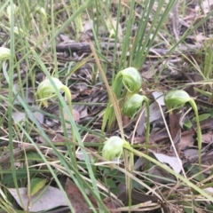 Pterostylis nutans (Nodding Greenhood) at Downer, ACT - 19 Sep 2021 by dgb900