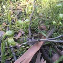 Pterostylis nutans at Downer, ACT - 20 Sep 2021