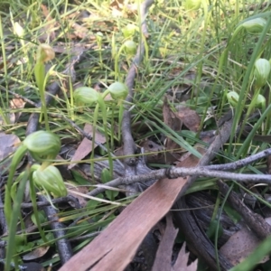 Pterostylis nutans at Downer, ACT - 20 Sep 2021