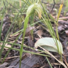 Pterostylis nutans (Nodding Greenhood) at Black Mountain - 19 Sep 2021 by dgb900