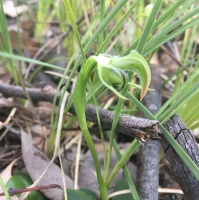 Pterostylis nutans (Nodding Greenhood) at Black Mountain - 19 Sep 2021 by dgb900