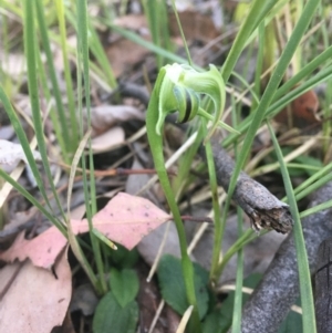 Pterostylis nutans at Downer, ACT - 20 Sep 2021