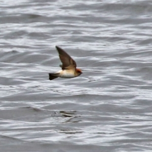 Petrochelidon ariel at Fyshwick, ACT - 20 Sep 2021