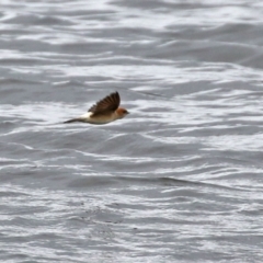 Petrochelidon ariel at Fyshwick, ACT - 20 Sep 2021 01:42 PM