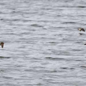 Petrochelidon ariel at Fyshwick, ACT - 20 Sep 2021