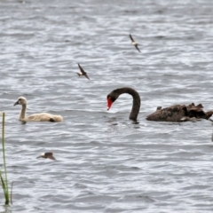 Petrochelidon ariel at Fyshwick, ACT - 20 Sep 2021