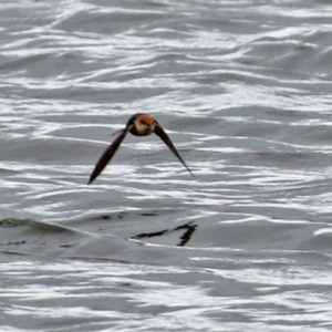 Petrochelidon ariel at Fyshwick, ACT - 20 Sep 2021