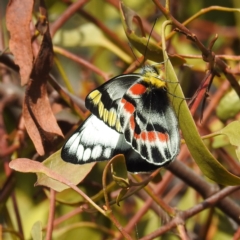 Delias harpalyce (Imperial Jezebel) at Lions Youth Haven - Westwood Farm A.C.T. - 20 Sep 2021 by HelenCross