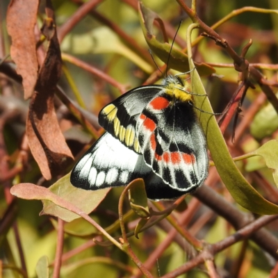 Delias harpalyce (Imperial Jezebel) at Tuggeranong DC, ACT - 21 Sep 2021 by HelenCross
