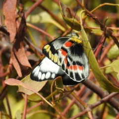 Delias harpalyce (Imperial Jezebel) at Tuggeranong DC, ACT - 20 Sep 2021 by HelenCross