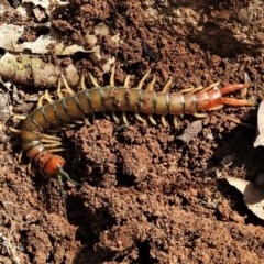 Cormocephalus aurantiipes (Orange-legged Centipede) at Greenway, ACT - 21 Sep 2021 by JohnBundock