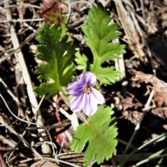 Erodium brachycarpum (Heronsbill) at Greenway, ACT - 21 Sep 2021 by JohnBundock