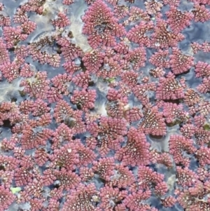 Azolla pinnata at Bruce, ACT - 13 Sep 2021