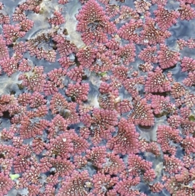 Azolla pinnata (Ferny Azolla) at Bruce, ACT - 13 Sep 2021 by Ned_Johnston