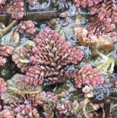 Azolla pinnata at Bruce, ACT - 13 Sep 2021