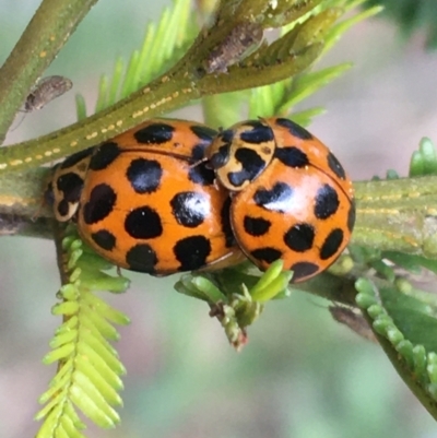 Harmonia conformis (Common Spotted Ladybird) at Bruce, ACT - 13 Sep 2021 by NedJohnston