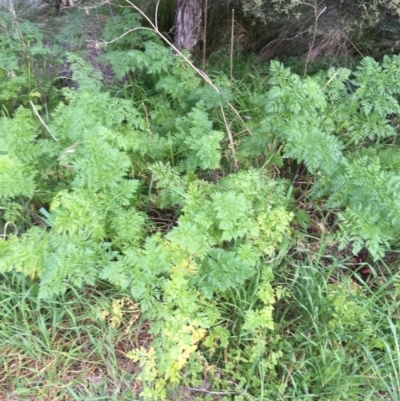 Conium maculatum (Hemlock) at Bruce, ACT - 13 Sep 2021 by NedJohnston