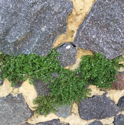 Polycarpon tetraphyllum (Four-leaf Allseed) at Bruce, ACT - 13 Sep 2021 by NedJohnston
