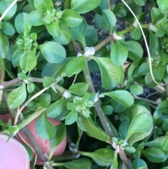 Polycarpon tetraphyllum at Bruce, ACT - 13 Sep 2021 04:25 PM