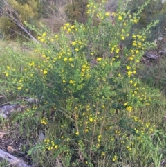 Genista monspessulana (Cape Broom, Montpellier Broom) at Bruce Ridge to Gossan Hill - 13 Sep 2021 by Ned_Johnston