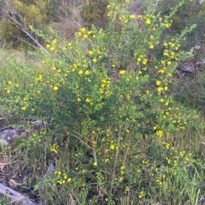 Genista monspessulana (Cape Broom, Montpellier Broom) at O'Connor, ACT - 13 Sep 2021 by NedJohnston