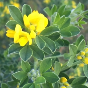 Genista monspessulana at O'Connor, ACT - 13 Sep 2021