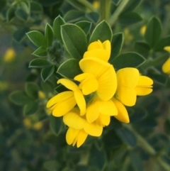 Genista monspessulana at O'Connor, ACT - 13 Sep 2021