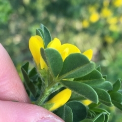 Genista monspessulana at O'Connor, ACT - 13 Sep 2021