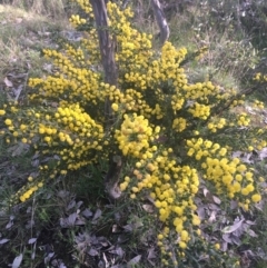 Acacia paradoxa (Kangaroo Thorn) at Mount Ainslie - 14 Sep 2021 by Ned_Johnston