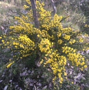 Acacia paradoxa at Majura, ACT - 14 Sep 2021