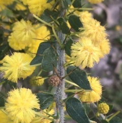 Acacia paradoxa at Majura, ACT - 14 Sep 2021