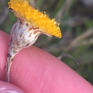 Leptorhynchos squamatus subsp. squamatus at Majura, ACT - 14 Sep 2021 03:27 PM