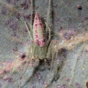 Araneus talipedatus at Holt, ACT - 21 Sep 2021