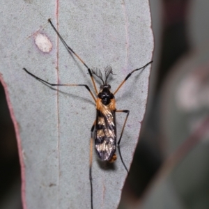 Gynoplistia (Gynoplistia) bella at Holt, ACT - 21 Sep 2021