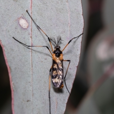 Gynoplistia (Gynoplistia) bella (A crane fly) at Holt, ACT - 21 Sep 2021 by Roger