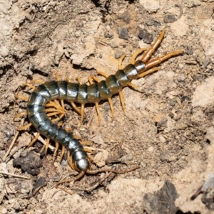 Ethmostigmus rubripes at Holt, ACT - 21 Sep 2021