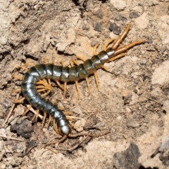 Ethmostigmus rubripes (Giant centipede) at Holt, ACT - 21 Sep 2021 by Roger