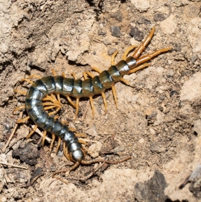 Ethmostigmus rubripes (Giant centipede) at Molonglo River Reserve - 21 Sep 2021 by Roger