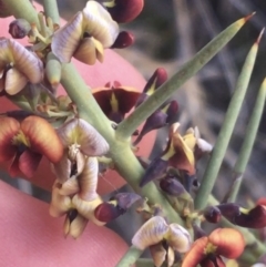 Daviesia genistifolia (Broom Bitter Pea) at Majura, ACT - 14 Sep 2021 by NedJohnston