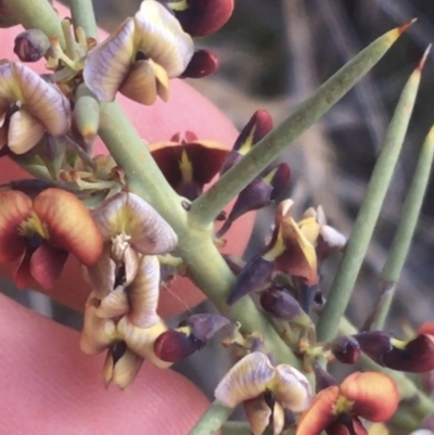 Daviesia genistifolia (Broom Bitter Pea) at Majura, ACT - 14 Sep 2021 by NedJohnston